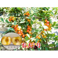 農(nóng)大鈣果苗木農(nóng)大4號(hào)、農(nóng)大6號(hào)、’‘農(nóng)大7號(hào)’樹苗【郵政發(fā)貨、10棵起發(fā)貨】