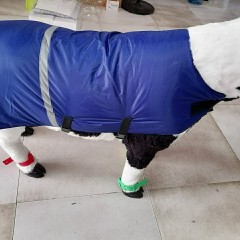 加厚防水加大犢牛馬甲保暖外套防風牛犢衣服小牛防寒外套